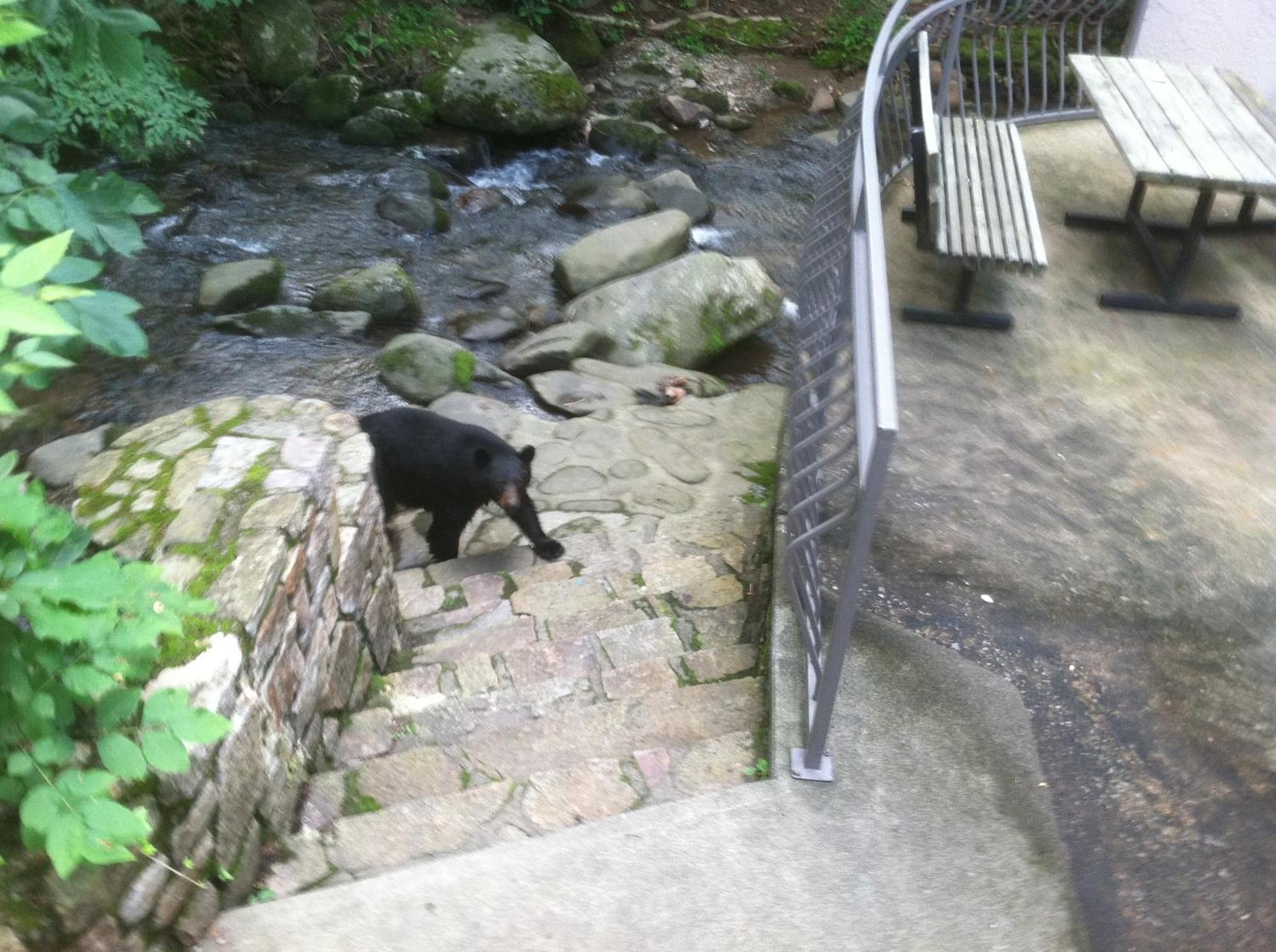 Sidney James Mountain Lodge Gatlinburg Bagian luar foto